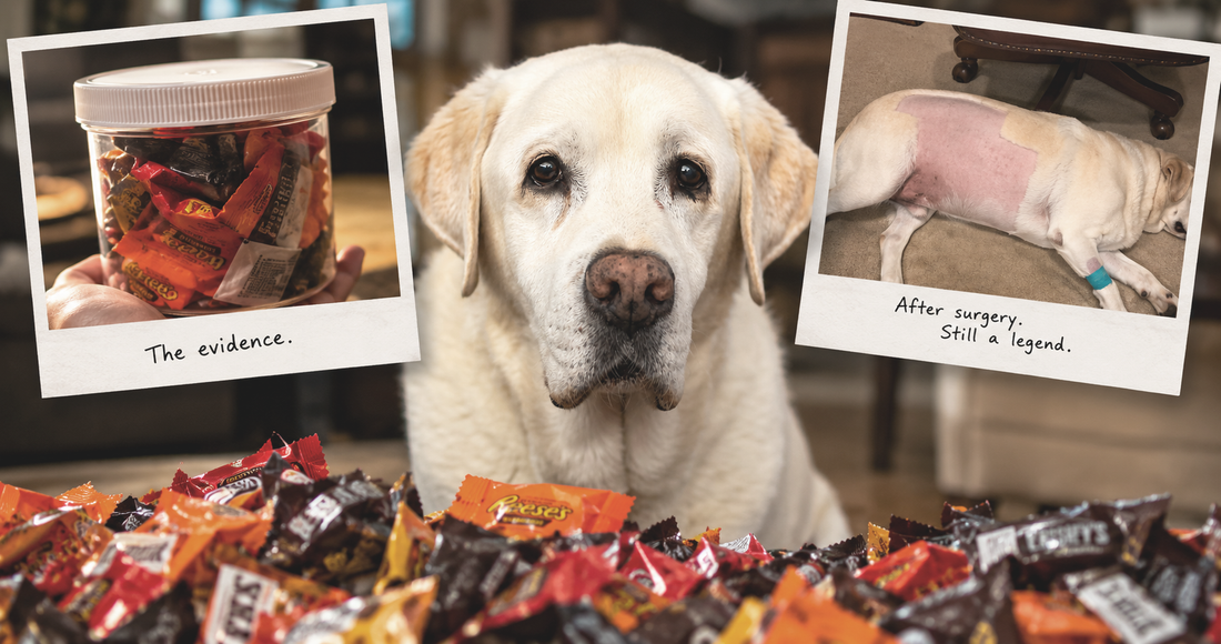You're Not Getting This Year Back, A Lesson in Commitment From a Labrador