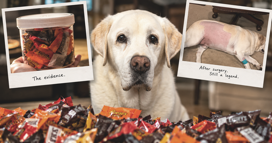 You're Not Getting This Year Back, A Lesson in Commitment From a Labrador