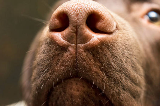 Close Up of Dog Nose