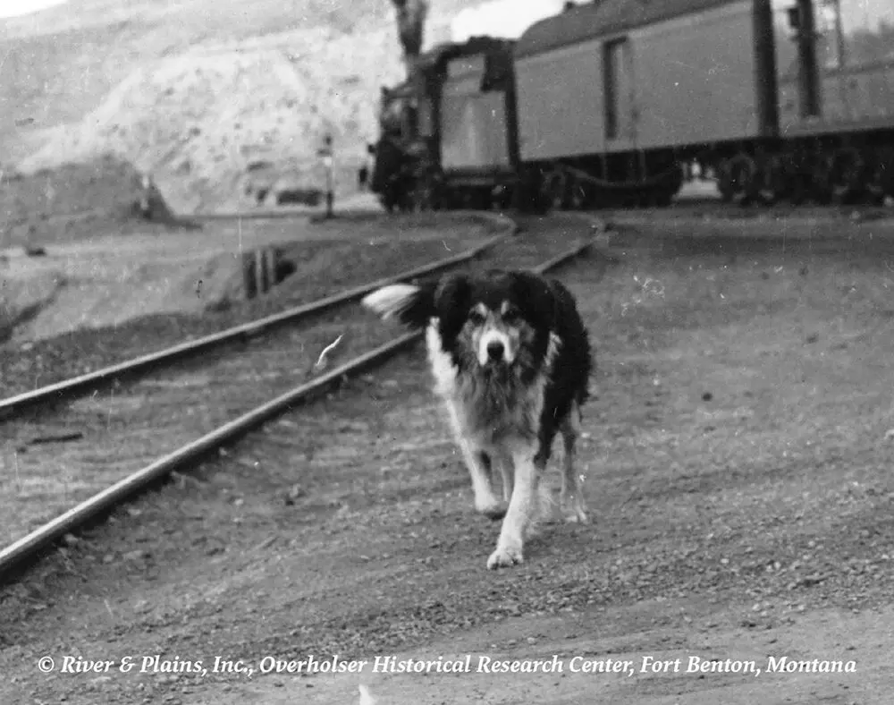 Shep The Dog